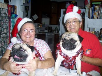 Mr. & Mrs. Santa and their beloved pugs. Shackie boy to the left and Shang to the right. Shang is not too happy about all this.. it is past his "greenie" time.