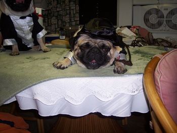 Shang Tu. Halloween party 2007. looks like a drunken sailor to me!. we where drinking "Australian dark and stormy's" that halloween eve.. not the dog, really! check out Shackie to the left!