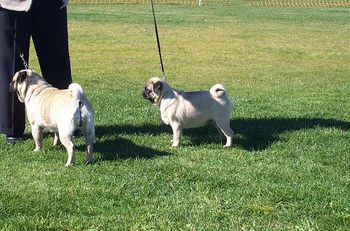 Center Pug is Shackie at 6 months old at Ulverstone Kennel Club show in Tasmania. Shackie is with Anne Costen his Breeder and Auntie pug checking out the sights.