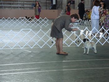 Saxten Shackelton, Oct. 5, 2008. KKC Kona Show. Shackie in the ring and really really really paying attention to Miss. Deb Kent. Thanks Deb!