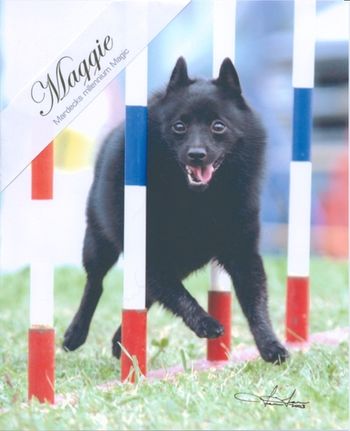 Am Can Ch Mardecks Millenium Magic, CD RE OA AXJ NFP OAP OJP TNN OJC OAC OGC AGN (Maggie) doing the weavepoles. Owned, trained and handled by Karen Cummings