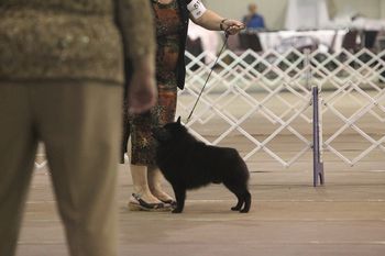 Twister handled by Ursula to win his class in the Maturity Sweepstakes at the 2012 SCA National Specialty in Lancaster, PA.