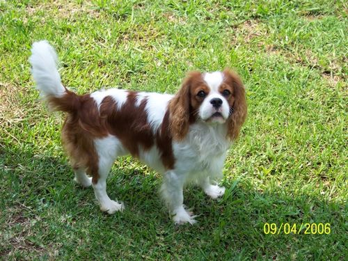 AKC CH Monticello Regal Anticipation "Reggie"