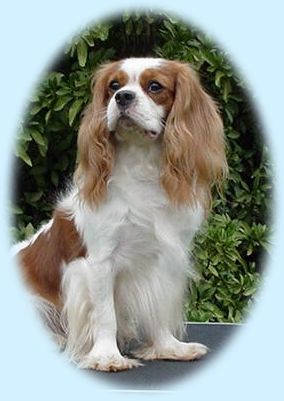 AKC Ch Rollingwood Tenderland Cor-E "Cor-E"