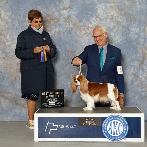 Duchess' BoB win shot, with handler Mike Pitts, at the Lake Eustis Kennel Club show in Ocala, FL.