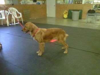 Ziva has a straight, red, wash and wear coat. She has not had any issues with itchy skin or hot spots, even though she jumps into the water trough EVERY time she goes outside!