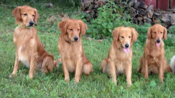 Ziva (far right)and three of her Ted sons l to r are Red, Ace, and Bender. Forgive me for over sharing, I am having golden family overload/bliss! June 28, 2014