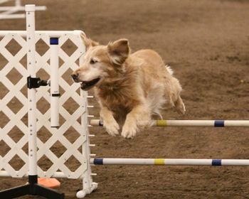 Tate starts his agility career at the age of 9 with Lori Perkins Agility pictures by Neider Arts Photography