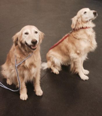 Litter mates Danger and Dixie enjoyed attending the club meeting tonight. They will be eleven years old this January 2016