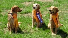 Red - 2nd and 3rd JH legs at his 2nd hunt test Tate - 3rd and 4th JH legs at his 3rd hunt test - Titled Bender - 1st and 2nd JH legs at his 1st hunt test