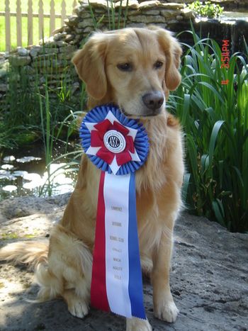Such a handsome boy with his first MACH ribbon, Storm completed his MACH2 on Memorial Weekend, 2007. Then he earned his MACH3 on 10/17/2008! Top of Page