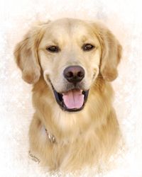 Danny has his hip, elbow, eye and heart clearances (is CHIC registered) and is OFA "good". Thanks Vicki!