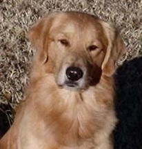 With his body growing up nicely, his personality is maturing as well. Already pointed in the breed ring, Tate recently made his obedience debut with THREE STRAIGHT HIgh in Trials out of Novice B!