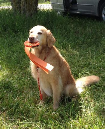 Tempi modestly displays her Senior Hunter ribbon from yesterday in Valley , NE. Slowly getting there thanks to Mitch White and my local training support group...6-21-15