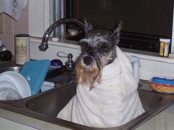Maggie left us on August 20, 2006. Though she was small in size, she left a chasm so deep in my life that it is hard to think of her for even a moment without breaking down. She was 10 when she died, this photo was taken mere days before we had to make that dreaded decision for her. She was always so good for everything, but her sweet way of sitting here in the sink for her bath always broke my heart a little; even when she was doing well. It hurts me to look at this photo; but when I searched for another I found that it's just still too fresh; that ALL photos of her still hurt me. We love you, little gray infant! We miss you so much.