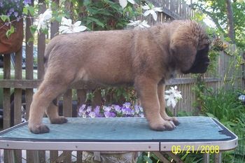 Pretty close to 8 weeks old; such a great looking little girl we couldn't say no!! I loved her head from day one, especially her very blunt and wide muzzle.
