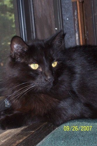 This is Blackie Nubbins, Nubby, aka Blackie... He is a domestic medium hair with a glossy jet- black coat. He has a little nub for a tail; a congenital mishap which makes him look even cuter than a normal cat! Blackie is extremely affectionate and wants nothing more than to be with us at all times. He wants to sit on us, sleep with us, etc. and can NOT get enough attention. When people come to the house , he is the first one into their laps and rubbing on them for "lovins". He is a very nice boy, yet another discarded cat that we obtained from the Animal Rescue League of Boston, Brewster Branch.