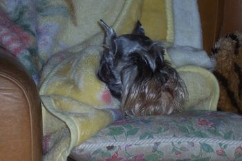 So cute, she wrapped herself up like this with no help from us; during the first week of Puppies here....sigh...poor little thing, she broke my heart that night!!! But she has rebounded and loves the puppies and all of the puppy hub-bub around here.