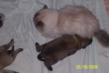 CERTIFIED THERAPY CAT retired Puddy Smykus is a lilac point himalayan kitty. He came into the clinic for a urinary problem. His owners were unable to care for him, so I adopted him. Dr. Hatfield actually "gave" him to me as a birthday present! He came in for his appointment on my birthday. His owners offered to give him up for Dr. Hatfield to place; so he came walking back with Smykus in his arms...I reached out my arms to hold him because he was so fluffy and cute!! Dr. Hatfield said, "Here you are M.C., Happy Birthday" LOL. End of story! Anyway, he only had that urinary problem once, and has been the picture of health. He is now 14 we think; and is beginning to have some kidney problems.He is the GREATEST, most friendly and attention seeking cat. He follows people around the house, when they are here to do maintenance things etc. Workers always like the fact that Smykus follows them around. He speaks on cue; he also likes to bring items of laundry up from the basement . He meows with his mouth full of clothing each time, as he comes up the steps. Then he drops the item in the kitchen and lets out a few big yowls. We always say, "Ohh, thank you Smykus!! Good boy!!" He seems happy with a job well done. He is one of the three remaining "Original" cats; our cats we brought with us from Chicago 10 years ago. Smykus is a retired Pet Partner with the Companion Animal Program of Cape Cod, a group which visits hospitals, nursing homes and assisted living centers to enrich the lives of the patients and residence. He loved going out and about! He and Horton have since retired, as yearly vaccines are required for such visitations and I've chosen not to vaccinate them more than every three years. (They live indoors and are elderly.) Puddy Smykus was euthanized in June of 2008, due to failing kidneys which we had managed for some time. The one thing that made me happy about his last days, was that he finally had the opportunity to be a "mother". It turned out that he really loved Patience's puppies, and spent alot of time in the whelping box snuggling with them. He surely liked the heat lamp , but he seemd to always be touching the puppies in some way too. When we moved them out of the box and into a big wire pen for some variety, Smykus followed them and was often in the pen with them. We had to pluck him out a few times, as he was covered in saliva from mewling puppies crawling all over him. He would close his eyes and sit there, purring. I miss everything about him, he was so fluffy, nice smelling, cuddly; like a living stuffed animal. I wish we could have had him forever. He was always just a perfect little boy.