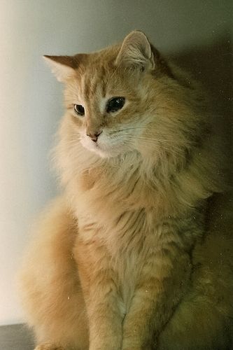 This is Geordie; quite possibly the most beautiful cat ever to walk the planet. He was the first pet of "my very own". I got him when I was in grade school, and had him up until I graduated from college and moved to Chicago. I have so many stories about him. He was in my life during such a critical time, through many changes and dramas; he was extremely important to me and I loved him wholly. I took him on Spring Break in college...just me and Geordie; we went on a cross country road trip. Everyone else went to Florida back then; not me. What would Geordie have done in FLORIDA? Instead he slept on the back dash and used his litterbox on the back seat floor. He became a diabetic later in life, and we dealt with that for years and happily so; I would have done anything for him. He ultimately succumbed to heat stroke during a terrible heatwave in Chicago back in the 90's. Many people and animals died. There were such huge blackouts, many air conditioned places had no power ( incuding my building). Because of his diabetes, he was a poor thermoregulator, and he couldn't handle the added stress. It was a terrible time, people dying in my building and I felt such grief over losing my Geordie, but guilt for feeling so badly when human lives were being lost. While Geordie's end was not a perfect one, he definately had a great life....he grew up in the country, being my only cat to ever be allowed outdoors...he escpaed that upbringing without getting killed....he went to college at Penn State, on a completely Free Ride..he went on many vacations and road trips; then moved to the city for the later part of his life and greatly enjoyed the views on the courtyard from his many window perches. He is the reason why I will NEVER have another "orangey". He was simply the Best. Still missing you, Geord. (Thank you Greg, for coming over and taking care of him for me that day.)