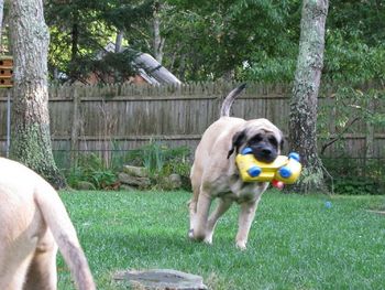 Running around the yard with her Truck.......she loves it!! Batten down the hatches when she starts running around with that thing. The puppies all flatten themselves to the ground and hope to escape with their lives!