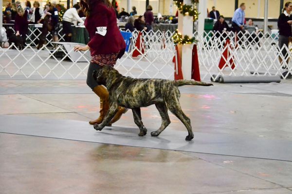 Meep on her way to a GROUP ! in the 4-6 Month Puppy Working Group!