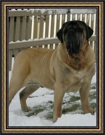 Jethrow, 8 years young. Abraham x Mahalia. Owen and Jethrow are siblings; sharing Abe as their father and two lovely sisters as their dams. ( courtesy Nancy Sheets)