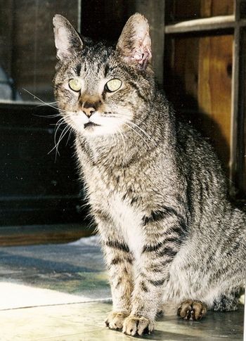 Tom-Tom. This one is so hard to write; there are certain cats that just blow you away...and he did. First of all, he had the tiniest feet. He had a broken jaw and was feral when he came into the clinic. He was absolutely the most freaked out cat you've ever seen. He had survived on dumpster fare and probably been kicked in the head. He was destined for a shelter; the volunteer would come and we would force him into another carrier; then he'd sit in a car for an hour ; get out at the shelter and be restrained to have a Feline Leukemia, FIV test drawn; which I KNEW would be positive...then he would be restained again and stressed out and euthanized. The shelter wouldn't let us do the test prior to relocating him, for financial reasons. I stepped up and said, wait, this is nuts. I'll pay for the test. That way, when it's positive, we can put him down here and spare him all of the extra torture. I was shocked that it was negative. And of course, by that time I was already thinking, no one will EVER adopt a cat like this from a shelter! He will sit in a No Kill shelter for the rest of his LIFE! So, I took him home. I said to myself, there is a good chance that this cat is too fearful to have a good life. If he can't relax after a certain period of time, I'll put him down because it's not RIGHT for an animal to live in such fear. I brought him home and he went under the bed. At night, when we slept, we could hear him creep out...crunch, crunch ,crunch........peeeeeee....scritch scratch scritch...back under the bed. He did this for a week. Then I had to go on a trip, and left him with Ron and the other kitties. The first night I called Ron. He was laying in bed as we talked...he said, "Guess who's on the bed?" I said, "Stinky?" He said "Yes, and who else?" I said, "Geordie?"He said, "YESS, but come ON! Who else is on the bed??" I said, "I don't know!!" He said, "The Tom Cat!" ( he had no name yet). And so, it began. He slept with us every night. For YEARS, he slept ON MY ACTUAL HEAD. He gave the best massages with his little tiny , strong, round feet. I mean, he really pushed hard and would rub my back and shoulders for me. He was in such ecstasy , he would drool. He played "catch me" with me. I would run into another room, and he would FLY at me and leap into my arms, drooling. I would rub him, then put him down and run away. He would FLY at me again and jump into the air, knowing I'd catch him. He would rub me and drool on me. It'd been a few years since I lost him but it is so raw still, as I sit here and remember these things. He was a devastating loss for me. There was just something about him; going though that loss was excruciating. He was eventually put down, due to a confluence of multiple problems common in older kitties.
