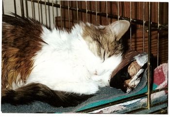 PInto Bean was such a sweet and pretty little girl. I found her, along with a litter of babies, hiding behind a shrub in the middle of Chicago. I was on my way to work, and had a backpack with me. I picked the family up and stuffed them in! They were mewing like crazy as I rode the bus to the animal hospital; they totally crushed my lunch and began eating it in the backpack! :) Her four baby kittens all got adopted, by this nice young guy who wanted ONE cat....he couldn't separate them. I took Pinto Bean home, as I always have a soft spot for the mommas, whose babies get adopted and no one seems to care about the mom. She was a treasured member of our clan here. She died of lymphoma when she was around 10 years old.