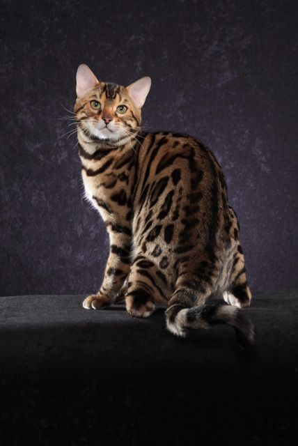 THE BROWN SPOTTED LEOPARD