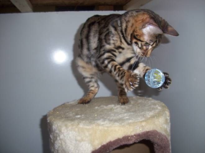 What a Great Picture! It shows the Intelligence, Agility and Playful Behavior of the Bengal Cat. Concentration catching the ball in air.