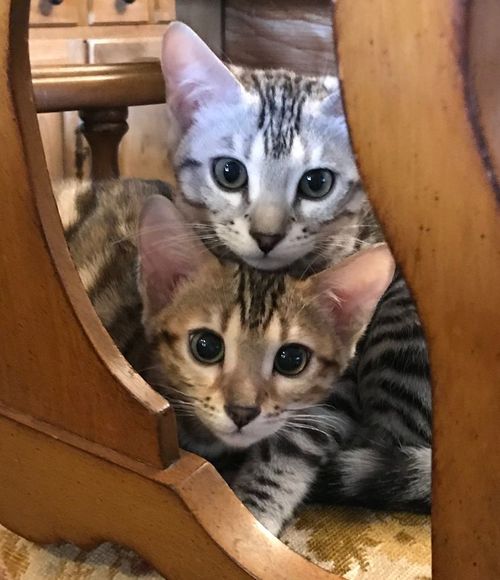 NALA (gold) LUNA Silver litter mates!