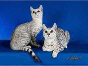 Syls litter sister got 12 finals at Nauticat