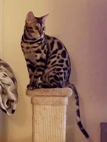 Bengal on post