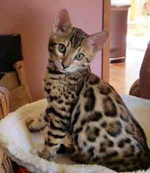 Tyrion, Stunning Prince with a name from Game of Thrones.
