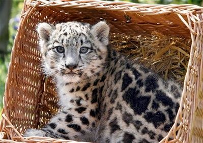 Rare and Beautiful Snow Leopard cub in basket, with Adult pictures beneath, photographers unknown