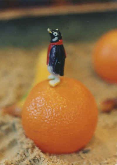 PENGUIN ON AN ORANGE