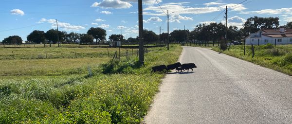 Wild pigs crossing the road in Portugal