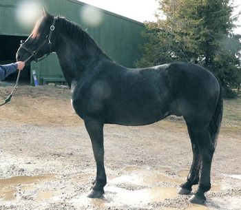 Conformation March 2007, still has his winter fuzzies and a little out of shape. He will quickly become defined with exercise.
