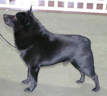 Grand Ch Beadale Blak Jedder Best in Show Schipperke Show of Vic inc on the 5/11/2006 Judge Mr P Machen (Canada)