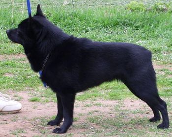 This Aust ch Beadale Midnight Eugen she is a very much of good type She is another off spring of Grand Ch Beadale Blak Jedder.