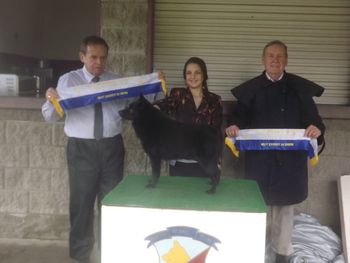 AUST CH BEADALE SIR LANCEALOT Back To Back BEST IN SHOW & BEST AUSTRALIAN BRED IN SHOW judges who awarded Larnie, (Mr K Iggleden and Mr D McGreevy) APRIL 2012