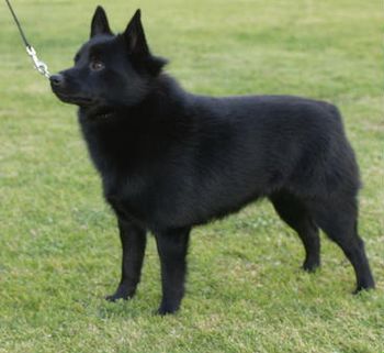 Champion Beadale black Dancer,she just loves life and being around people and for rides in the car.She is the Mother of male that came to see his Dad at the show Bear aka. Also the mother Beadale Like A Hurrican.