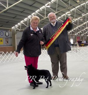Not only did Sup Ch Beadale Little Captain Win Best In Show at Schipperke Show!on the 9th June 2013
He was the FIRST SUPREME CH To win BIS at a Schipperke Show In Victoria!
Captain also won TOP SCHIPPERKE of the Year Point score, then went out and won the TOP most challenge points for 2012 at the Schipperke Club Of Victoria. Thank you to all those judges that saw the quality in this LBD.