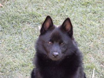 BEADALE SIR LANCERLOT Sire : Aust Ch Beadale little Captain Dam : Aust Grand Ch Beadale My Rebeca E.T Maryborough Kennel Club 1/11/08 G.S Judge Mr W Burton N.S.W Group Judge Mrs A Collyer. At age 6 mths & 5 days! 12 point Challange He was run for the group and got. MINOR IN SHOW beating 3 Aust Champions & 2 Grand Champions in his breed. Maryborough Kennel Club 2/11/08 Group Judge Mr K McMillan N.S.W. 12 point challange beating the same dogs. In very limited shows Lance has also won 2 Baby in Groups. WELL DONE ALAN & BARBARA BALAAM.