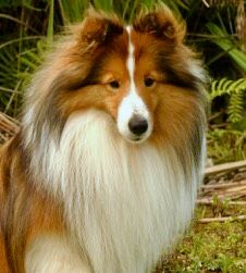 CH Jisude Power Play. "Polo"
Sire: Am CH, Can CH Northview's Avalanche
Dam: Jisude Sparkling Thunder
DOB: 3/17/2014
