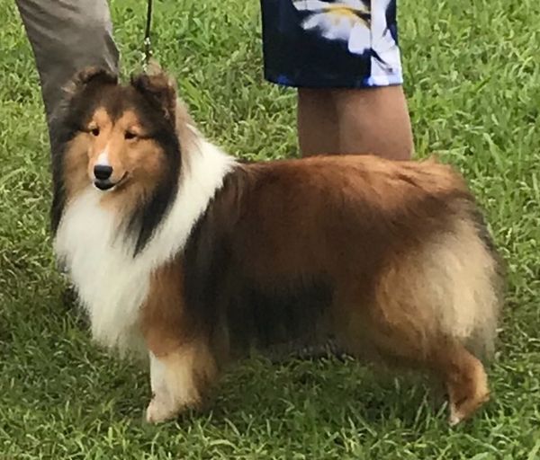 CH Jisude Unleash The Power. "Shine"
Major Am Ptd Jisude Power Play, CGC X Jisude God-Don Tiger Lily, CGC