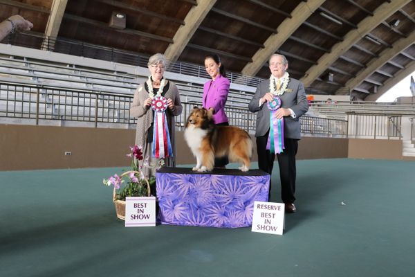 Ochid Island Dog Fanciers Club 10/9/2016
Best In Show and Reserve Best In Show
Judges Mrs. Rosemary Shoreman and Mr. Michael Shoreman
BISS, BIS, RBIS, GCH Jisude Sunkiss'D Rei'Diance
with Exclusive Handler Jennifer Gonzales
out of GCH Winterset Hy-Verta A Crowd Roars X CH Winterset Hy-Verta Glimmer N' Glow
Breeders: Susan F. Ancheta, Susan Ferroni-Keleher, Pam A. Strametz
Owner: Susan F. Ancheta