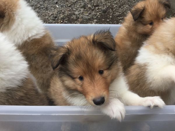Candid shots of our puppies from previous litters.