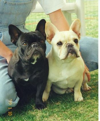 Carol Dostal's beautiful and talented agility girls. Mother (brindle) CH. Mon Petit Chou India Ink, OA OAJ, and her daughter (cream) CH. Mon Petit Chou Allez Vite, MX MXJ
